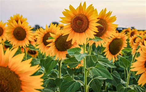  De Zonnebloemen-Tuin van Zé do Norte: Een Verrassend Kleurenfestijn en Botanische Oase!